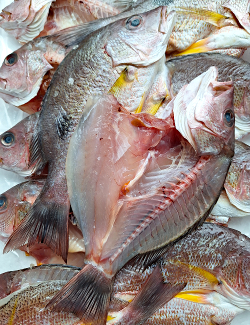 �A�J�C�T�M����