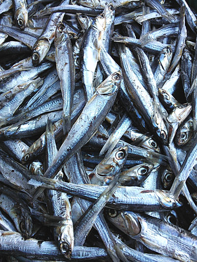 【入荷情報】 久しぶりの入荷、ホタレ丸干し販売再開です！