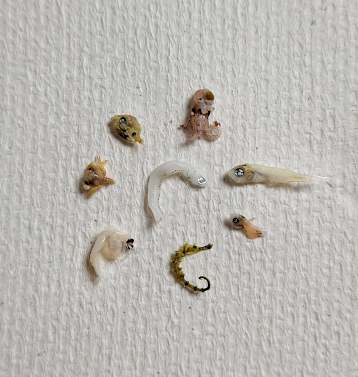 しらすに混ざる小魚たち