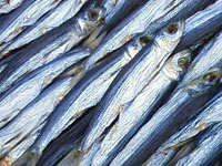 �ہX�������E�����������Ɉ�{�ނ�