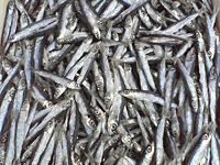 �t�`�Ă�5�`10cm�̏��T�C�Y