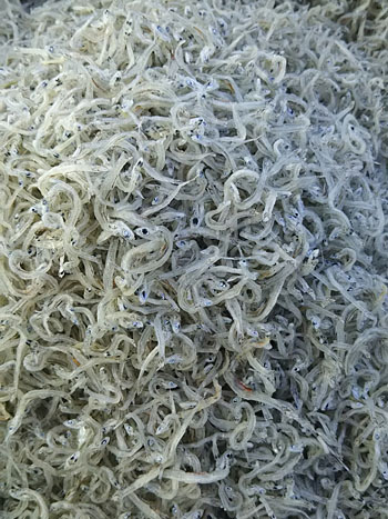 上干ちりめん特選品