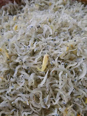 上干ちりめん通常品