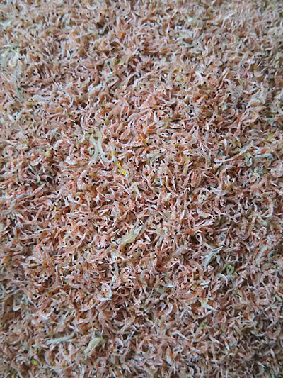 【入荷情報】海老入り上干じゃこ（極小サイズ）販売開始です！