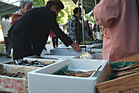 �X�H�s���i