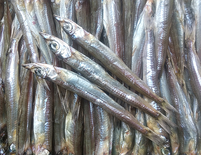 沖うるめ丸干し 沖キス ニギス干物 を通販 お取り寄せ 創業八十余年の販売実績 高知の海産物専門店 中田遊亀商店